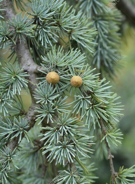 Close-up of two round, brown pine cones on the branches of a Cedrus 'Blue Cedar' Weeping 8" Pot tree, surrounded by sharp, green needles.