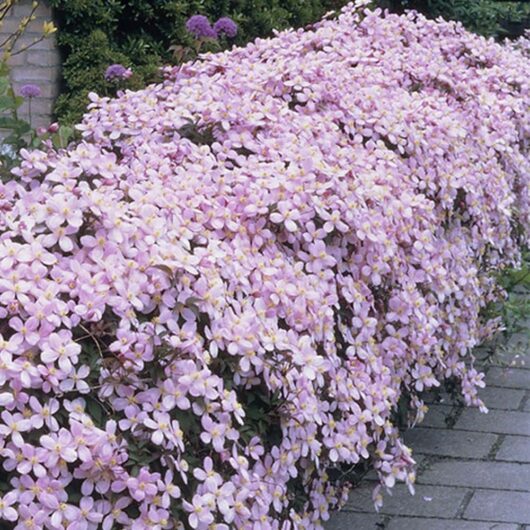 A lush display of pink Clematis montana 'Rubens' 6" Pot flowers covering a garden wall.