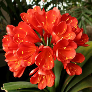 Vibrant Clivia 'Red' 1L Pot flowers in bloom with prominent yellow stamens, surrounded by dark green leaves.