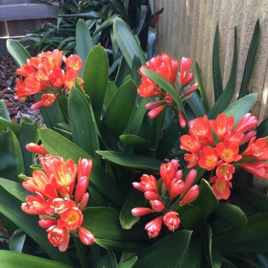 Clivia 'Red' 1L Pot flowers blooming among lush green leaves in a garden next to a wooden fence.