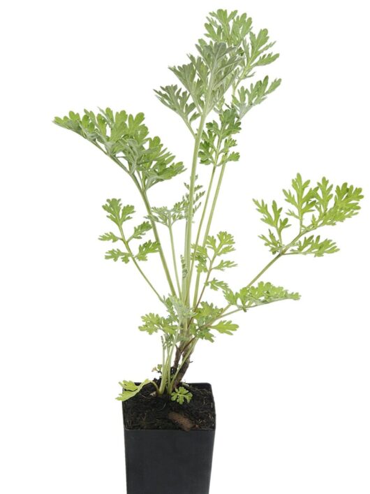 A potted Artemisia 'Common Wormwood' 3" Pot plant with green, dissected leaves, isolated on a white background.
