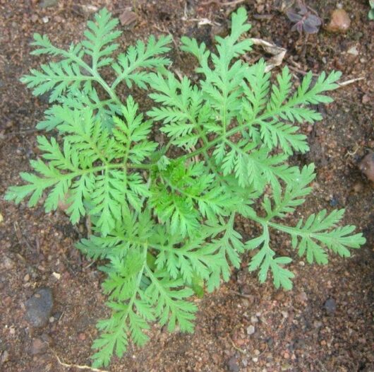 A young Artemisia 'Common Wormwood' plant with deeply lobed green leaves, growing in a 3" pot.