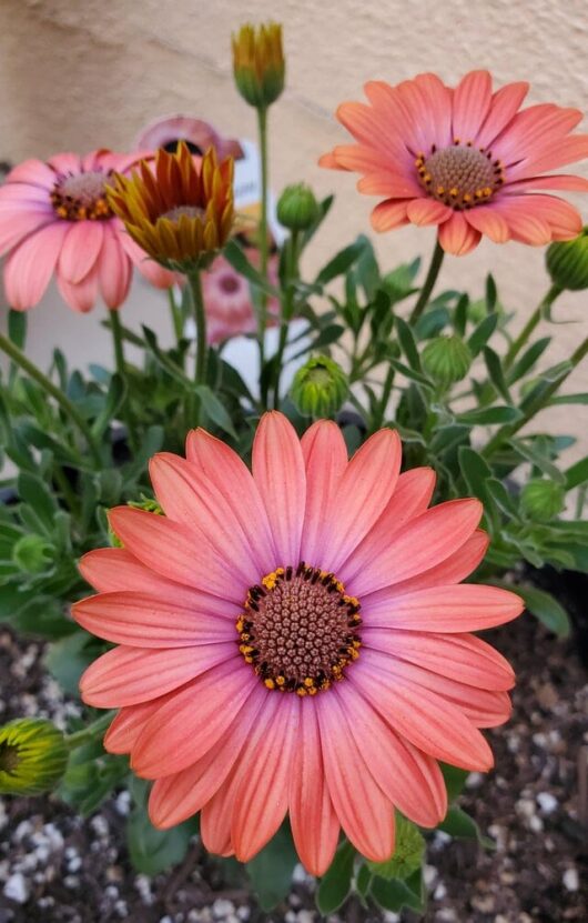 Close-up of vibrant pink Osteospermum 'Serenity™ Coral Magic' African daisies with prominent yellow centers, surrounded by unopened buds and green foliage against a beige background.