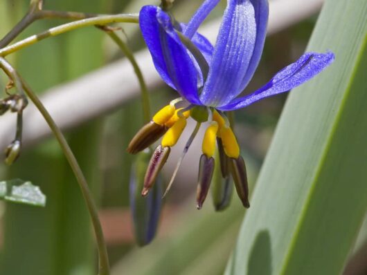 Dianella 'Seaspray' Flax Lily