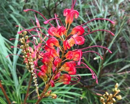 Grevillea 'Elegance' 6