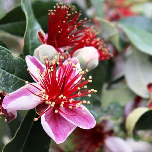 Close-up of a feijoa plant's blossoms in a Feijoa 'Pineapple Guava' 2L Pot. The flowers have bright red stamens and pinkish-white petals, set against green leaves and unripe Pineapple Guava fruit.