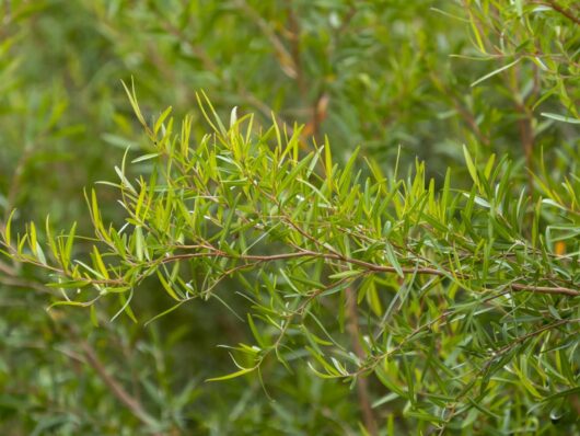 Leptospermum 'Lemon Scented' Tea Tree 8" Pot Growers Flash Sale!