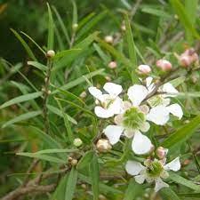 Close-up of Leptospermum 'Lemon Scented' Tea Tree 6" Pot, showcasing slender leaves with a lemon fragrance and clusters of small white flowers.