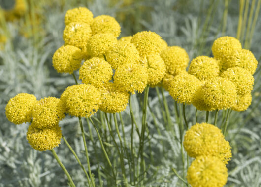 Pycnosorus 'Billy Buttons' 6" Pot