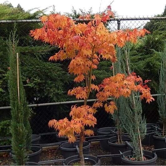 A young Acer 'Ichigyoji' Japanese Maple 8" Pot with bright orange leaves, surrounded by potted plants, stands in front of a chain-link fence.