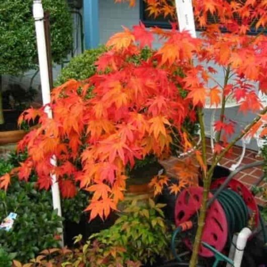 Vibrant orange Acer 'Ichigyoji' Japanese Maple 8" Pot tree in a garden next to a blue house with a coiled green hose and watering can visible.