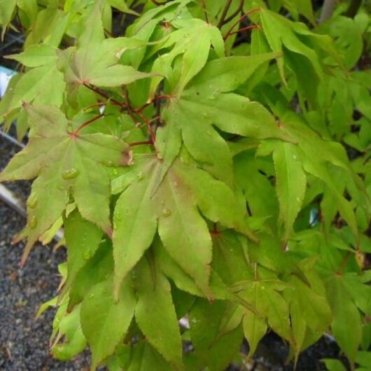 Raindrops on the green leaves of an Acer 'Ichigyoji' Japanese Maple 8" Pot tree.