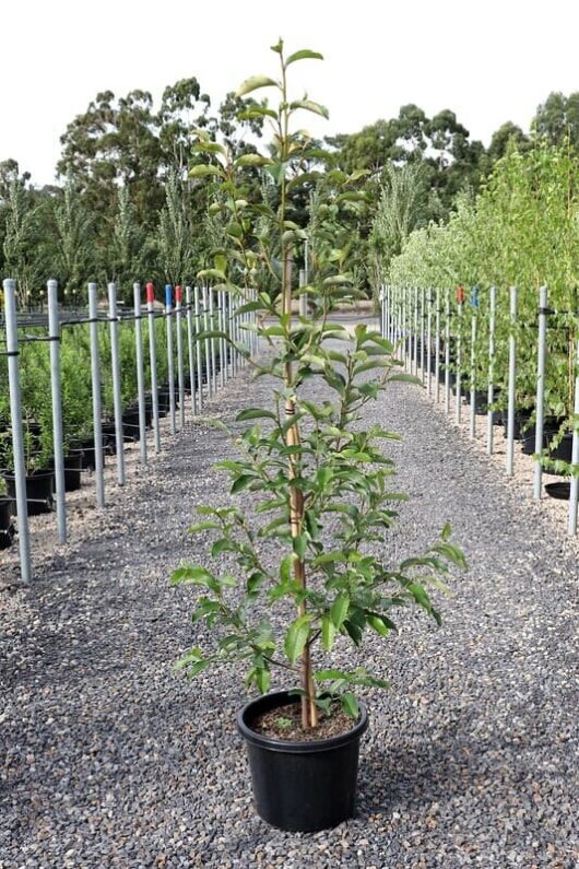 A young, leafy Magnolia 'Inspiration' PBR 13" Pot tree with fresh green leaves growing in a 13" black pot, situated on a gravel path lined with various plants in a nursery.