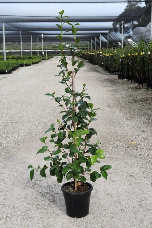 Young Camellia japonica 'Pope John XXIII' tree in a 10" pot, centered on a nursery pathway with rows of plants under a shaded structure.