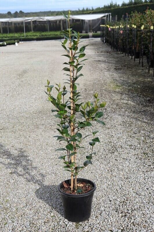 A young Camellia japonica 'Red Red Rose' 10" Pot with green leaves, growing straight in a black container, placed on a gravel surface at a nursery.