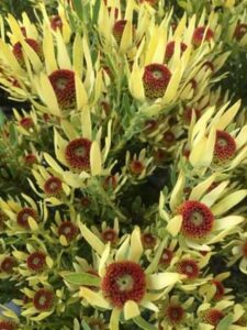 Close-up of Leucadendron 'Royal Ruby' 8" Pot with spiky petals and prominent red centers, surrounded by green leaves.