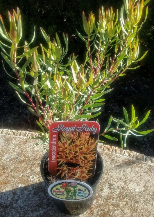 A Leucadendron 'Royal Ruby' 8" Pot with a descriptive tag, placed outside in sunlight.