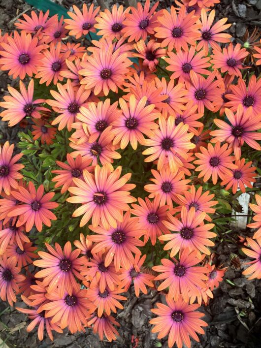 A cluster of vibrant orange Osteospermum 'Serenity™ Bronze' African daisies with dark purple centers, blooming in a garden.