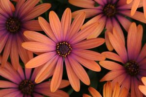 Close-up of several vibrant Osteospermum 'Serenity™ Bronze' African Daisy flowers with prominent central discs and hues of orange and purple.