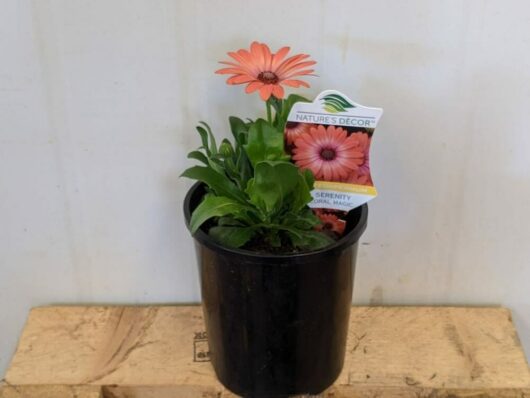 Osteospermum 'Serenity™ Coral Magic' African Daisy