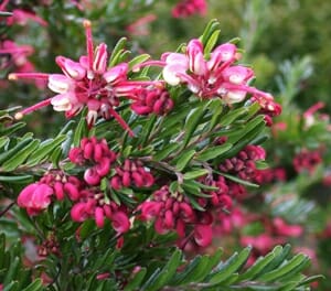 Pink flowers blooming on a dense Grevillea 'Strawberry Smoothie' 6" Pot plant with needle-like leaves.