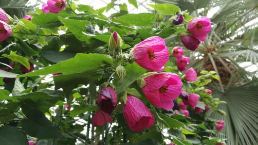 Abutilon hybridum Pink Flowering Maple Chinese Lantern Indian mallow