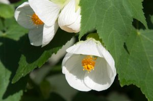 Abutilon hybridum 'Lucky Lantern White' Flowering Maple Indian Mallow white flowering