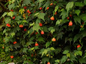 Abutilon hybridum Orange Flowering Maple Chinese Lantern Indian mallow