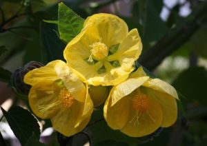 Abutilon hybridum Yellow Flowering Maple Chinese Lantern Indian mallow