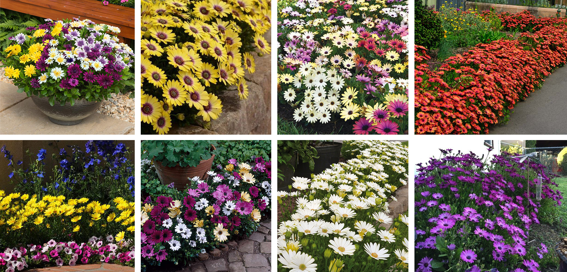 Fancy African Daisy Selection Plant Sales Plant Specials Hello Hello Plants Garden Supplies
