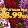 Advertisement banner showcasing a selection of colorful African daisies with a smiling man and a price tag of $8.99 each.