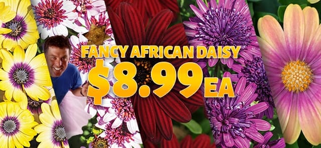 Advertisement banner showcasing a selection of colorful African daisies with a smiling man and a price tag of $8.99 each.