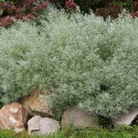Artemisia arborescens Powis Castle Silver Wormwood bush beautiful silver grey foliage on rocks