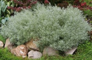 Artemisia arborescens Powis Castle Silver Wormwood bush beautiful silver grey foliage on rocks