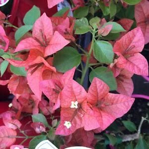 Bougainvillea bambino 'Pedro' 8" Pot blooms and small white flowers with green leaves, close-up.