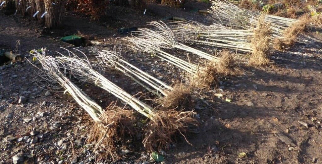 Hello Hello Plants Melbourne Australia Bare Root Trees Bare Rooted Trees on the ground