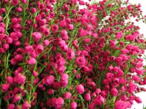 A dense cluster of small, vibrant pink Boronia 'Lipstick' 6" Pot flowers with lush green stems.