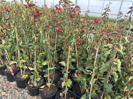 Rows of young Bougainvillea bambino 'Firefly' 8" Pot, supported by stakes, inside a greenhouse.