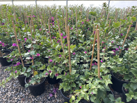 Bougainvillea bambino 'Zulu' 8" Pot