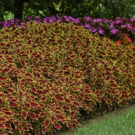 A lush garden bed featuring vibrant Coleus 'Flamethrower™ Chipotle' 6" Pot plants with red and yellow leaves, bordered by purple flowers in the background.