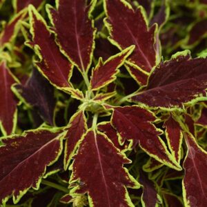 Close-up of red and green Coleus 'Flamethrower™ Chipotle' 6" Pot plant leaves with visible water droplets.