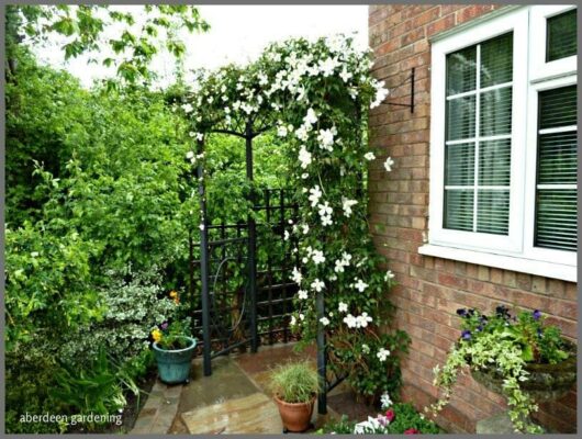 Iron gate covered in Clematis montana 'Alba' 6" Pot leads to a lush garden beside a house with a brick wall and white window.