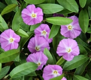 A cluster of vibrant pink Convolvulus 'Pink Sapphire' 6'' Pot flowers with visible yellow and white centers, set against a backdrop of lush green leaves.