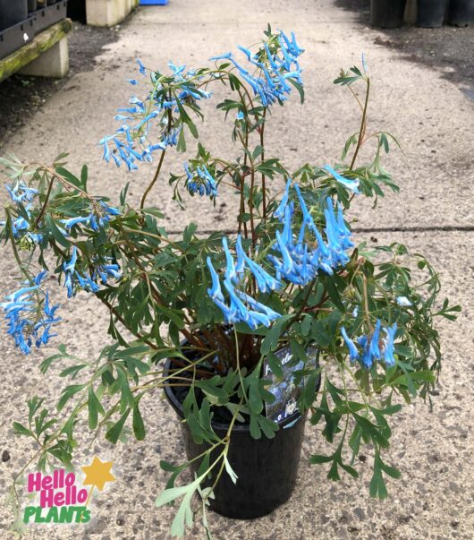 Corydalis 'Porcelain Blue'