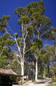 Tall Corymbia 'Lemon Scented Gum' 8" Pot trees towering over a small picnic area under a clear blue sky.