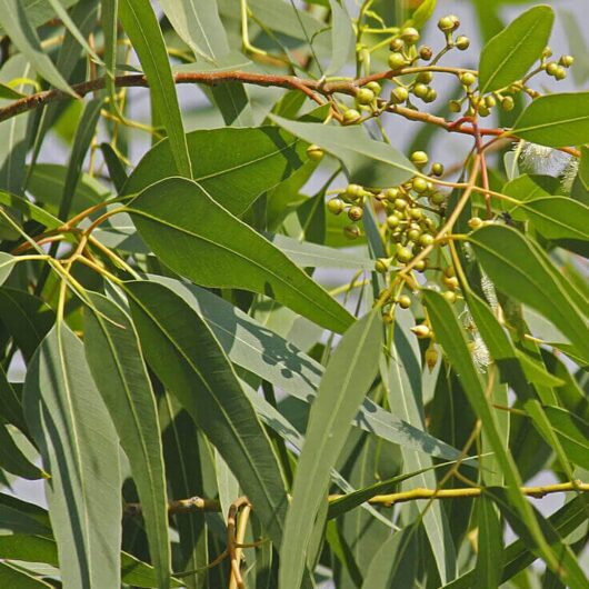 Close-up of Corymbia 'Lemon Scented Gum' 8" Pot leaves and clusters of small round green fruits against a blurred background.