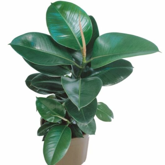 A Ficus 'Green' Rubber Fig 8" Pot plant with glossy green leaves, potted in a beige pot against a white background.