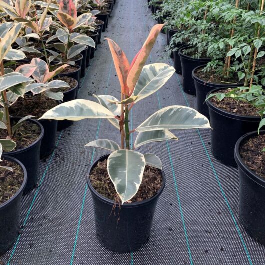 Ficus 'Tineke' Rubber Fig 8" Pot