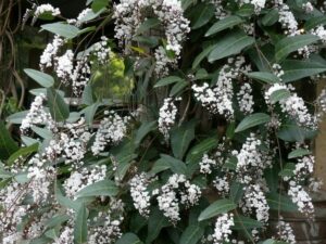 A dense cluster of small white Hardenbergia 'Free n Easy' PBR 6" Pot flowers blooming on a shrub with dark green leaves.