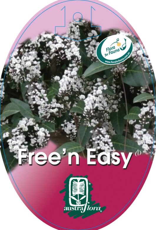 A label with a pink background featuring white flowering shrubs named "Hardenbergia 'Free n Easy' PBR 6" Pot," including logos for Austraflora and Flora for Fauna.